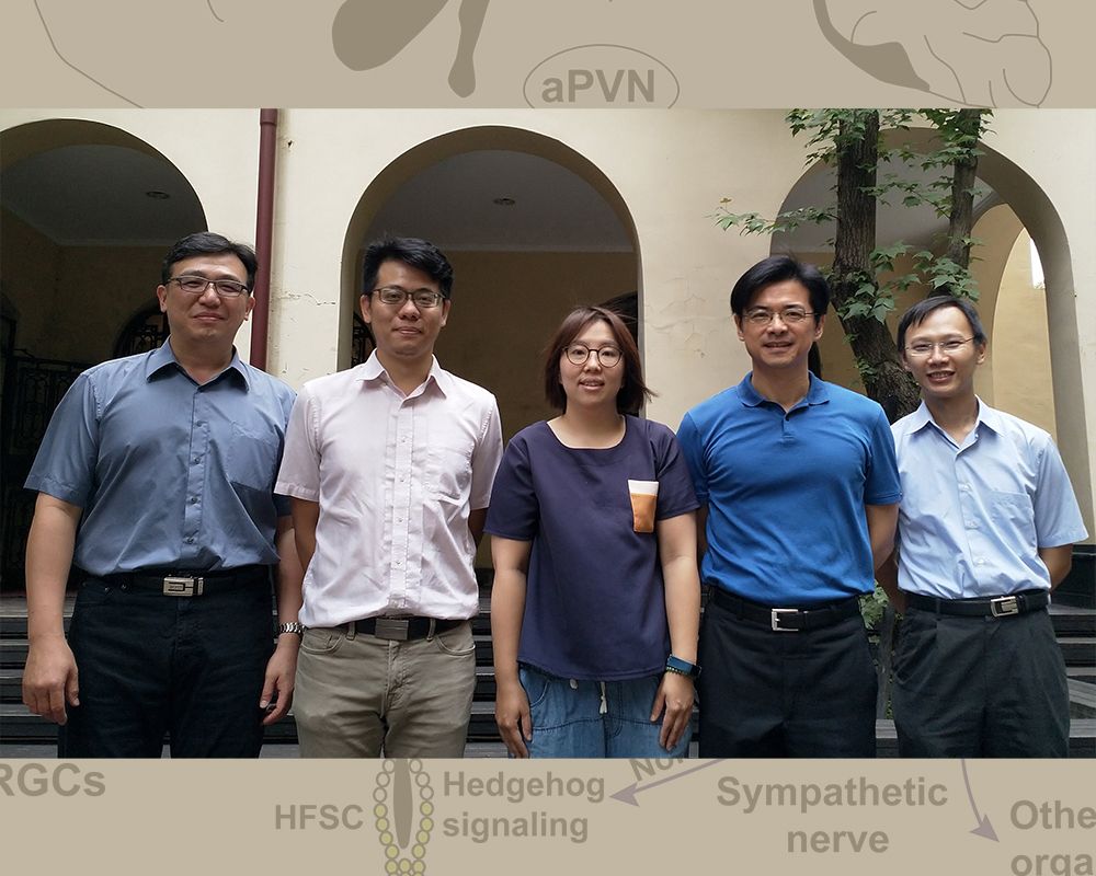 Hair Growth Found Induced by Light through Eyes via a Neural Pathway-封面圖
