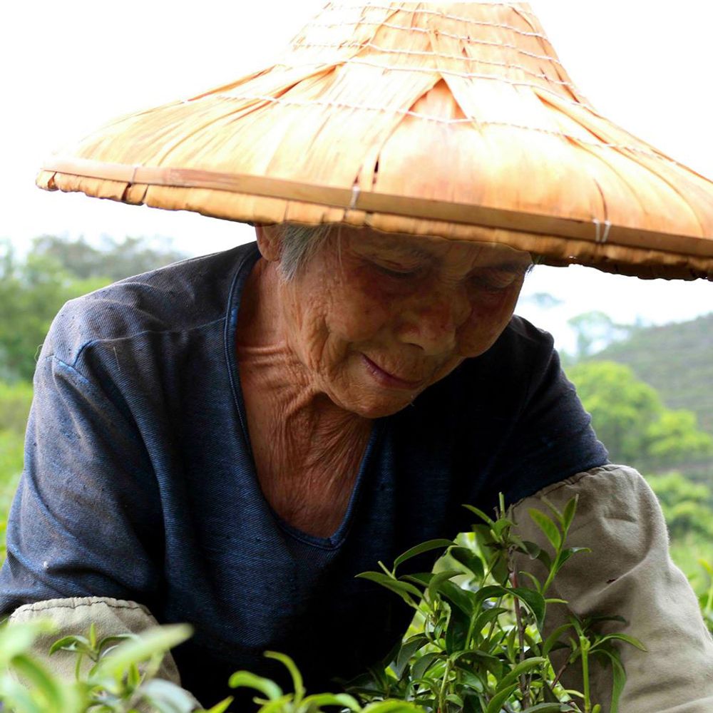 新北坪林余三和生态茶园的老农妇殷勤地整理茶园.