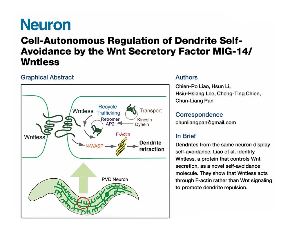 醫學院潘俊良副教授團隊發現控制Wnt醣蛋白分泌Wntless分子具調節感覺神經分枝自我迴避角色-封面圖