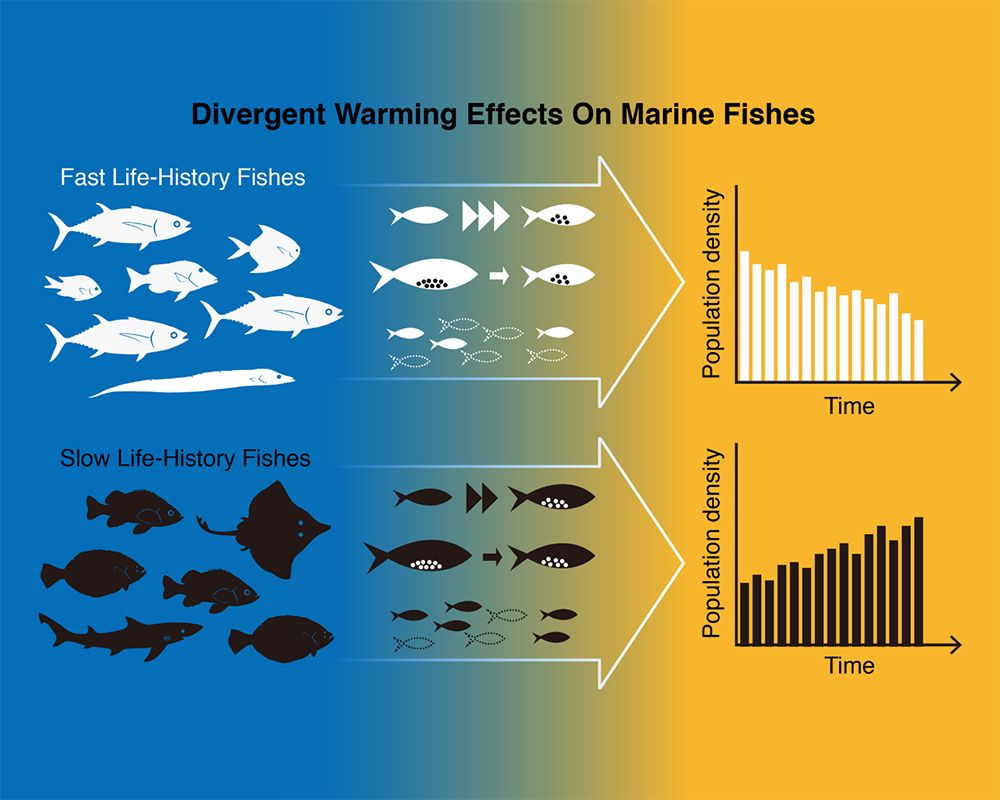 預測印度、太平洋魚種在海水暖化下的數量趨勢-封面圖