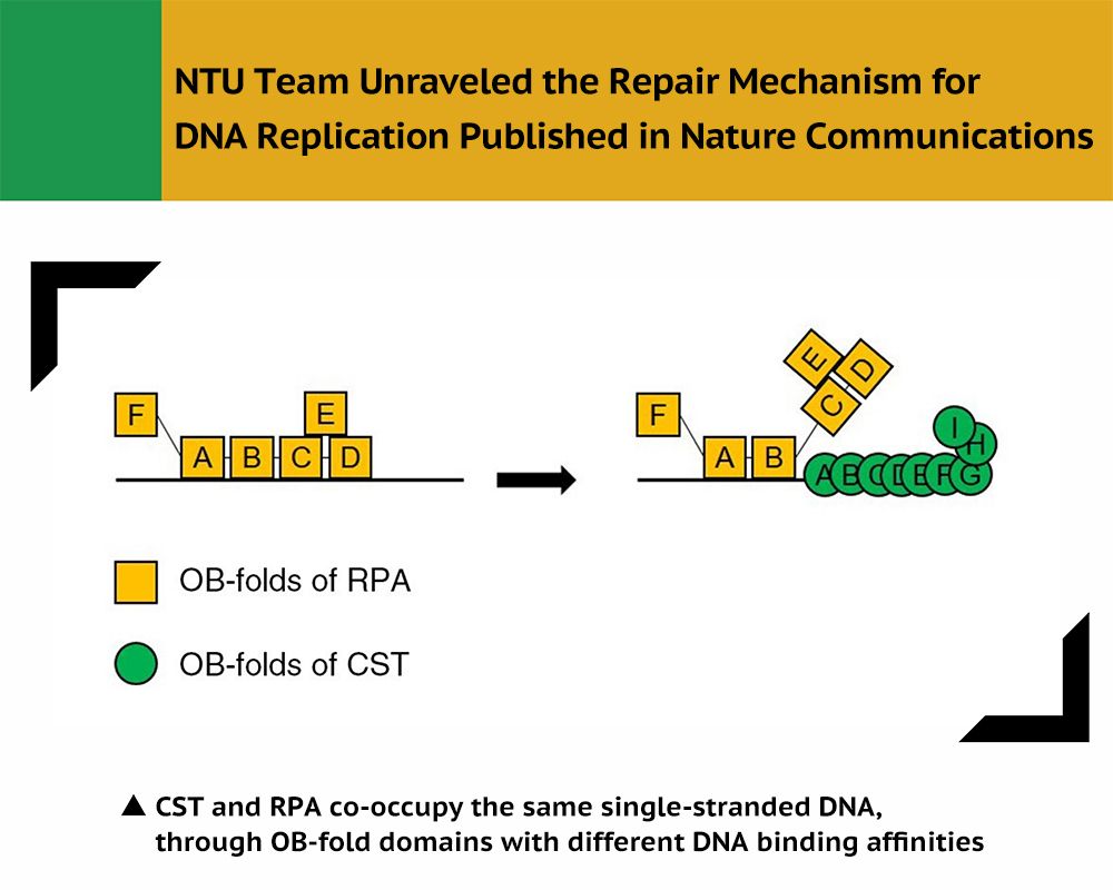 臺大團隊解開DNA複製修復機制研究成果發表於Nature Communications-封面圖