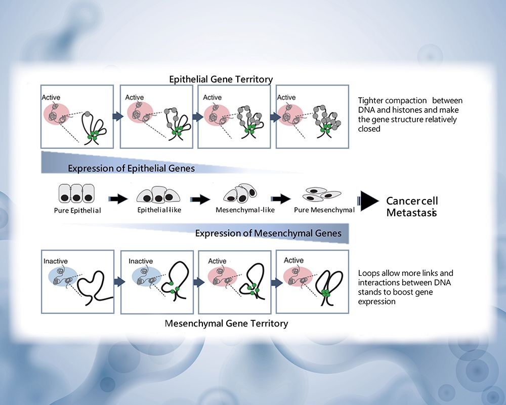解析基因體三維立體結構對癌細胞轉型的影響力　研究成果已刊登於Genome Biology-封面圖