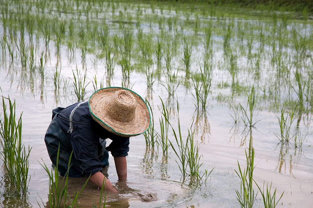 Farmer transplanting rice seedlings in Yilan