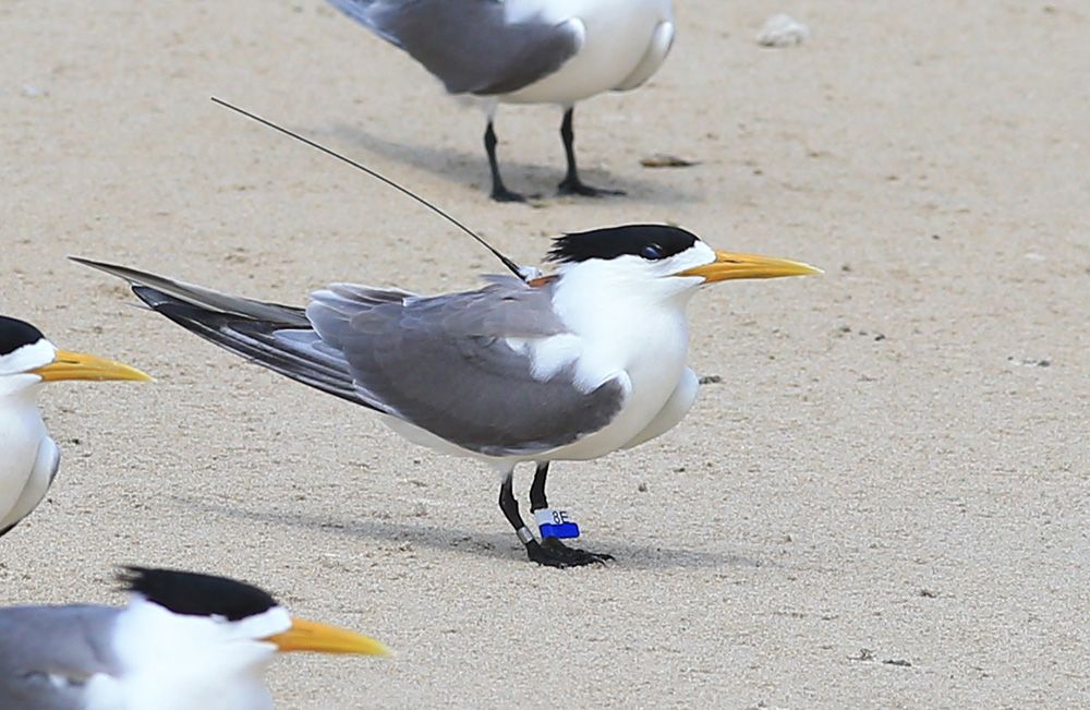 A greater crested tern carries a satellite tracker.