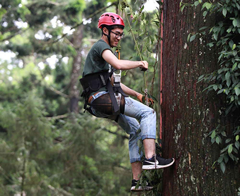 A BXAI student climbs a tree in Xitou Nature Education Area.