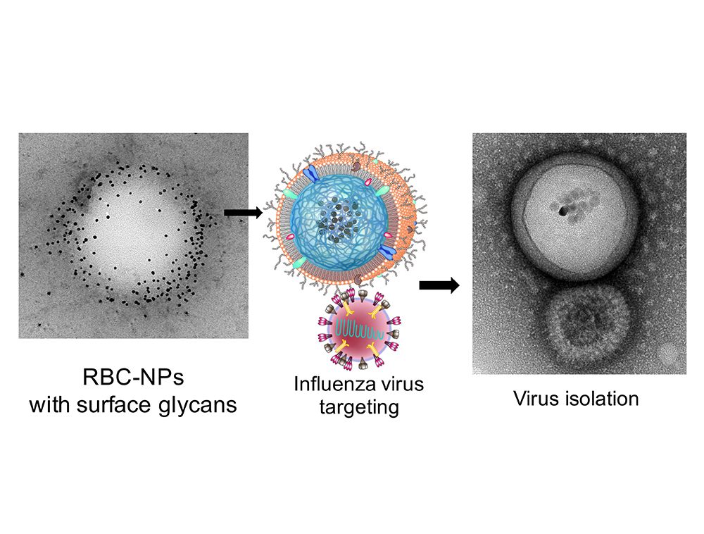 Influenza virus targeting and isolation in the study