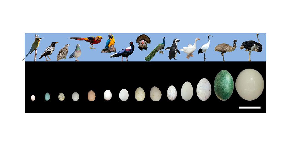 Astonishing variety of sizes and shapes of avian eggs