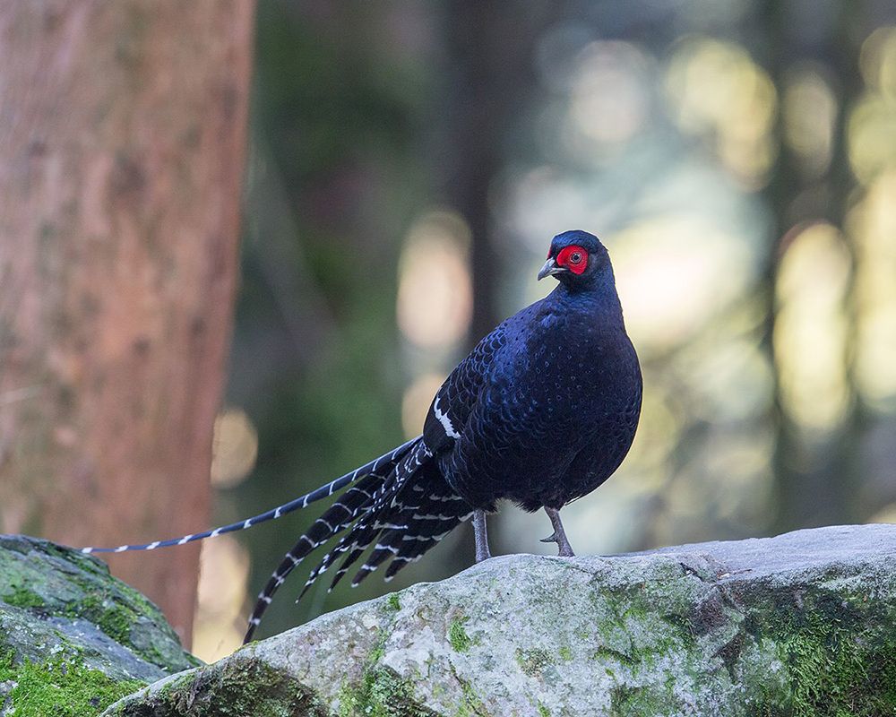 Pioneering Whole-Genome Sequencing of the Mikado Pheasant in Taiwan