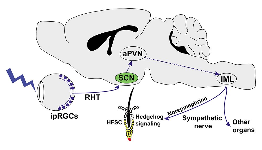 HExternal light activates hair follicle stem cells through eyes via a neural pathway (Fan SMY, et. al. PNA 2018).