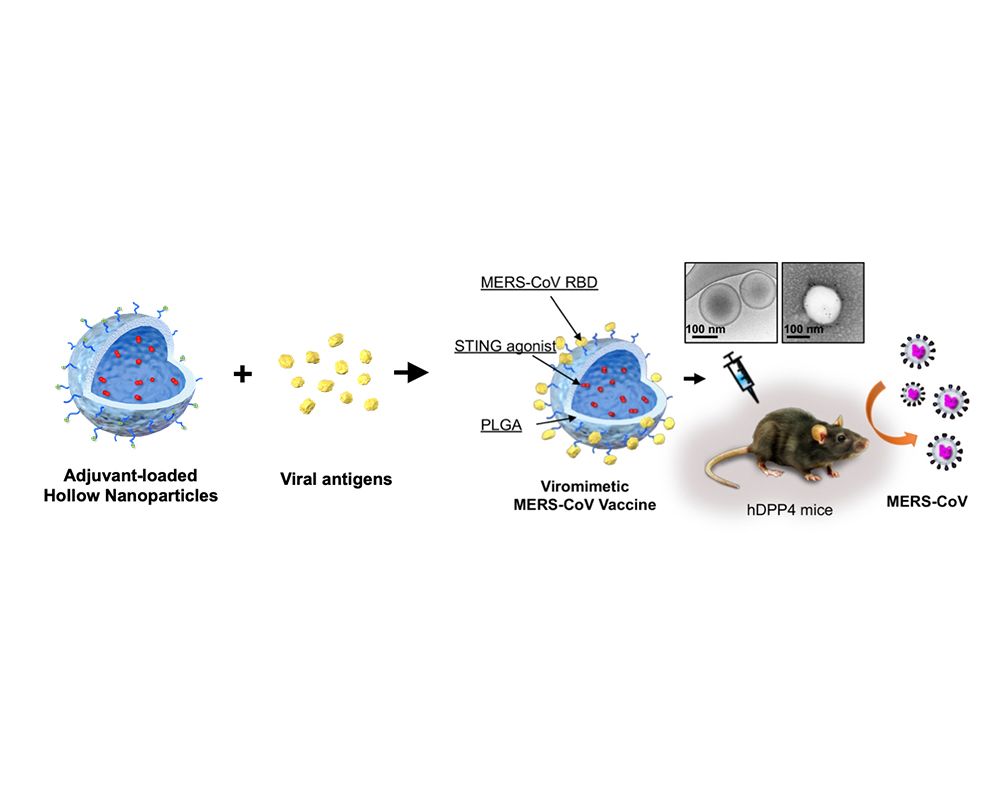 Virus-Mimicking Nanovaccination Fights Lethal MERS-CoV Infection