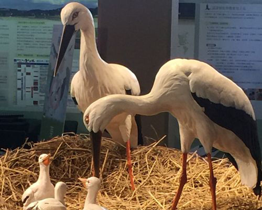 Image2:Toyooka Mayor Nakagai presents a set of life-sized models of an Oriental white stork family to mark the special occasion.