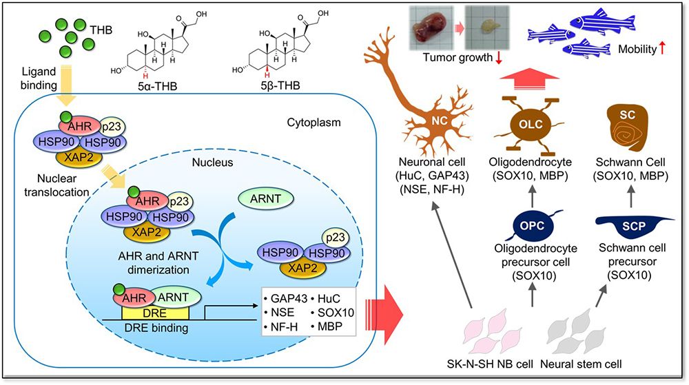 THB facilitates neural system development and NB cell differentiation.