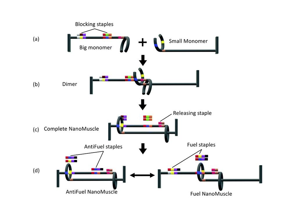 Synthesis pathway and the function of NanoMuscle.
