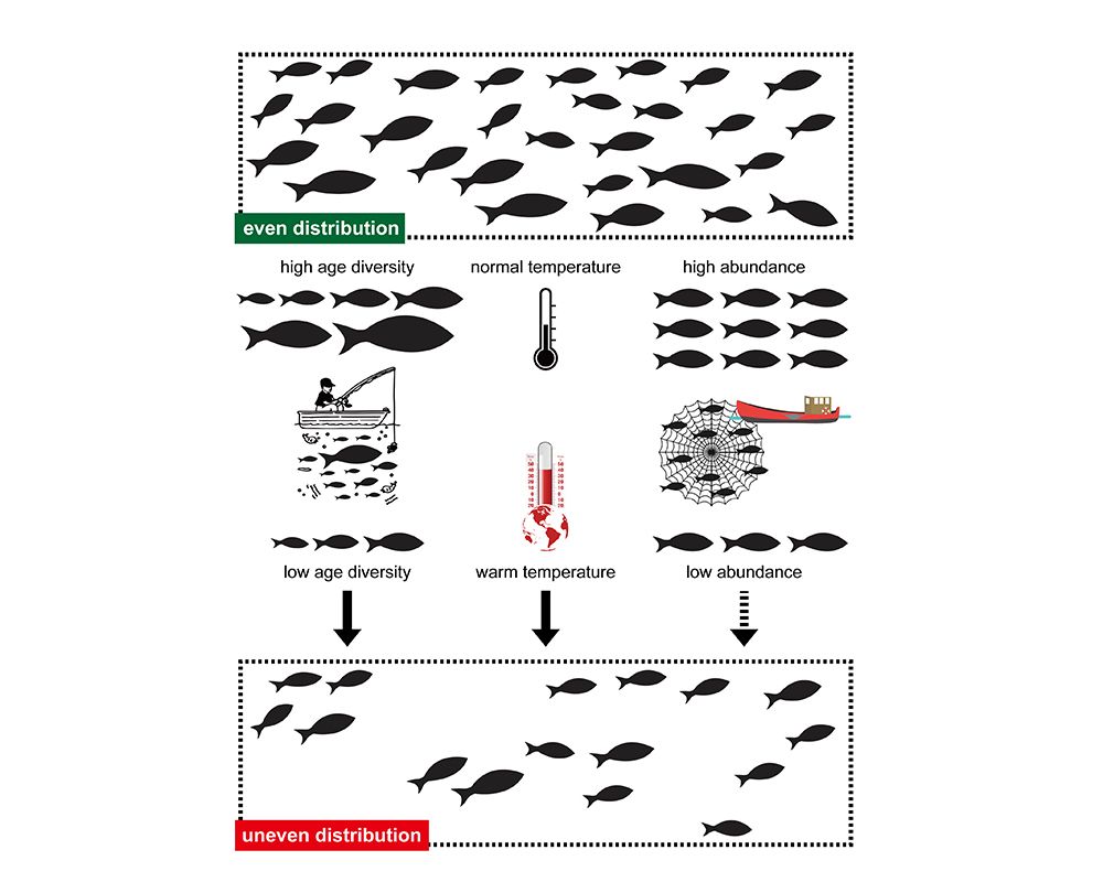 This figure explains how fish populations could become unevenly distributed in space due to decreased age diversity and warming temperatures.