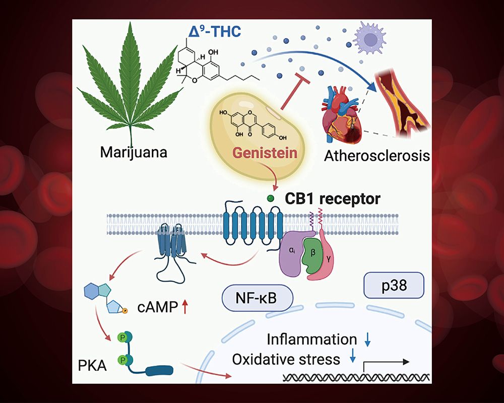 Antioxidant Compound from Soybeans May Prevent Marijuana-Induced Blood Vessel Damage-封面圖