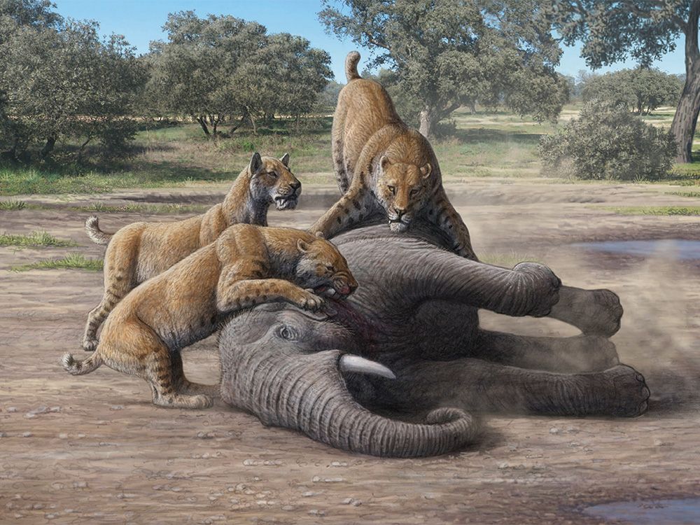 Image1:One reconstructed scene in the Pleistocene Park. Three saber-toothed cats preyed on a juvenile mammoth. Illustrated by Mauricio Antón.
