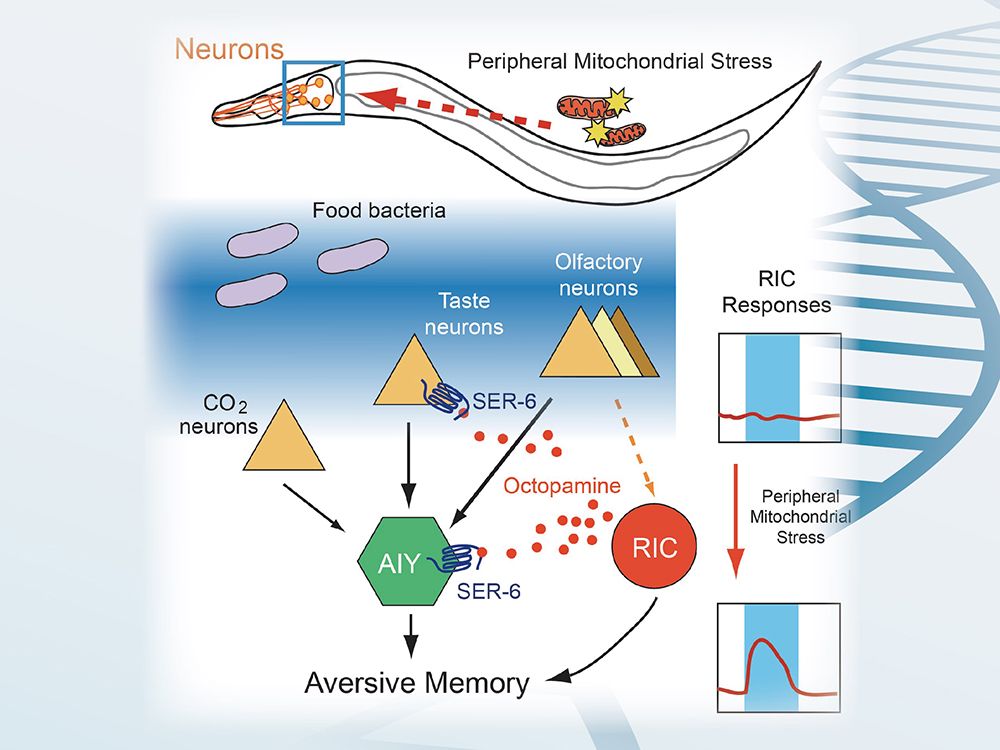 Image1:Mitochondrial disruption in the intestine signals to the nervous system to induce the formation of aversive memory to bacterial sensory cues. The neural circuit for this aversive memory include sensory neurons (triangles) that detect bacterial odors, metabolites and carbon dioxide, the RIC neuron that forms the memory, and the AIY neuron that retrieves the memory upon re-encounter of the bacterial cues. Mitochondrial stress alters the neural response of RIC to enables the formation of this aversive memory.