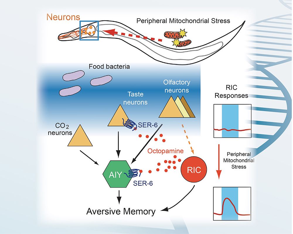 Neurophysiological Basis of Stress-Induced Aversive Memory in the Nematode Caenorhabditis elegansfalse