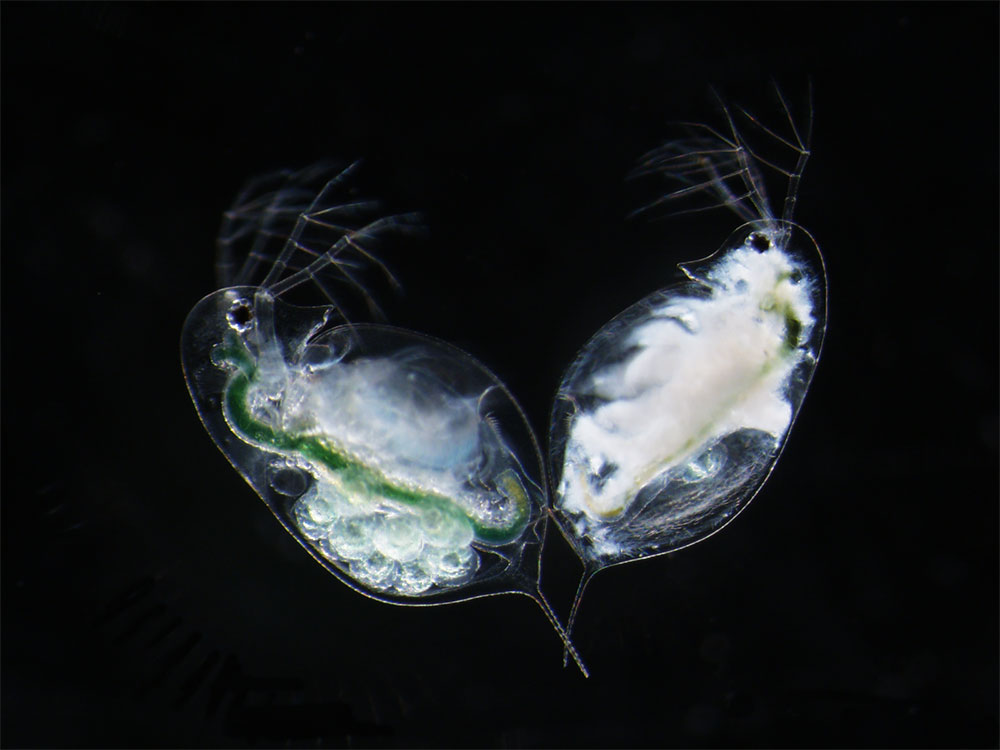 Image1:A comparison of a healthy (left) and an <em>Metschnikowia bicuspidata</em>-infected (right) <em>Daphnia dentifera</em>. Photo credit: Syuan-Jyun Sun.