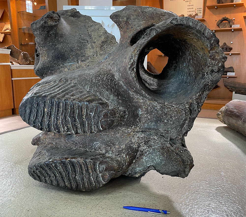 Image2:Figure 2. A Palaeoloxodon skull from Taiwan. On display at the Land Fossil and Mineral Museum, Tainan.