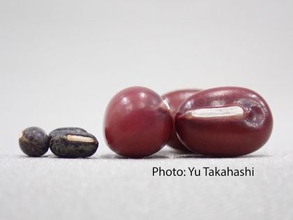 臺大與日本跨國合作 探究紅豆與日本農業起源之謎圖