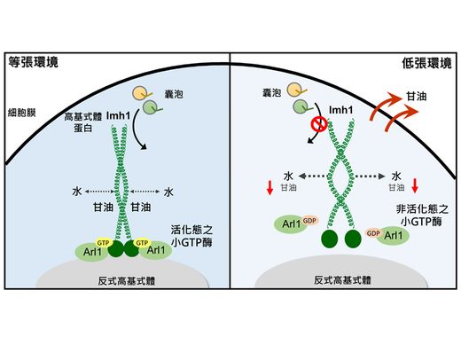 細胞代謝與囊泡運輸調控的嶄新發現 甘油調控高基氏體蛋白定位與功能圖