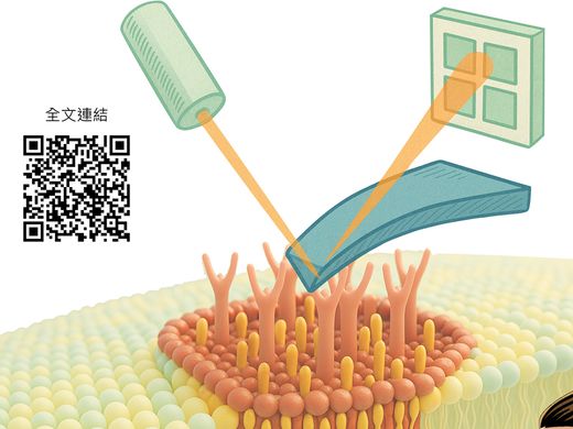 原子力顯微鏡揭示細胞膜上奈米筏動態：從假說走向可視化圖