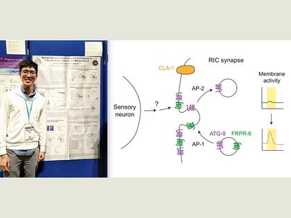 翻轉分子？ 細胞自噬蛋白調控學習與記憶的嶄新角色圖