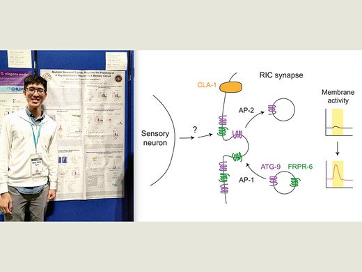 翻轉分子？ 細胞自噬蛋白調控學習與記憶的嶄新角色圖
