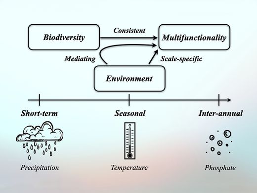 臺大特色研究系列報導—生科院漁業科學研究所揭開生態系統穩定性的關鍵機制圖