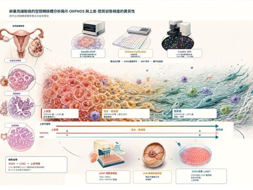 破解卵巢亮細胞癌的空間密碼：臺大跨領域團隊研究登《Nature Communications》圖