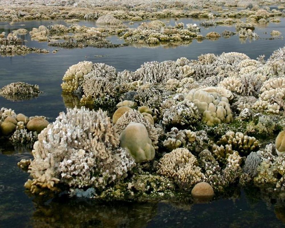 海邊的珊瑚礁。科斯雷人將潮間帶的團塊與扁平狀珊瑚，例如微孔珊瑚、菊珊瑚與腦紋珊瑚，徒手相傳，搬運到墓地，推砌建造珊瑚金字塔。