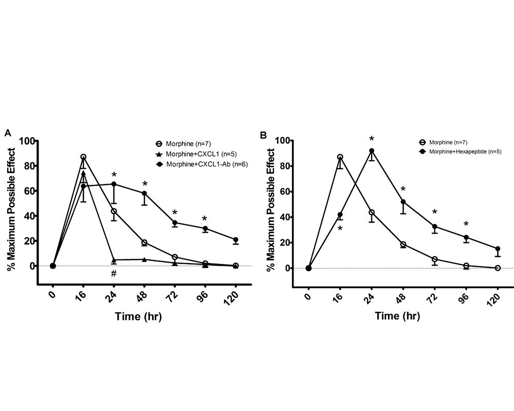 圖5:若實驗鼠脊椎管內給與微量的CXCL1則會加速嗎啡的耐受性產生 (A)。反之藉由脊椎管內投與抗體將CXCL1蛋白中和掉 (A) 或給與CXCL1受體之阻斷劑 (B) 則都可以大幅延緩鴉片藥物耐受性的產生及其嚴重程度。