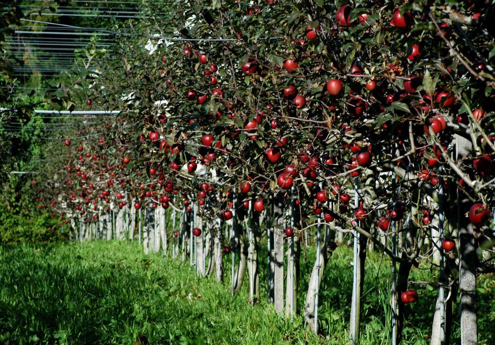 臺大山地實驗農場有十種不同品種的蘋果，各有特色的富士蜜蘋果，等您來帶回家。