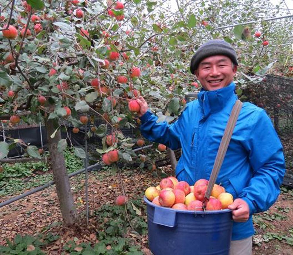 山地實驗農場工作人員協助採摘成熟的蘋果。