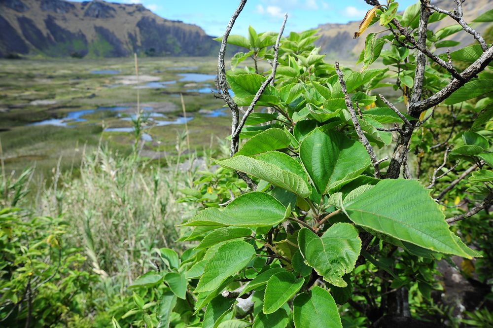 種植於智利復活節島火山口 Rano Kau 內的構樹。 (鍾國芳攝影)