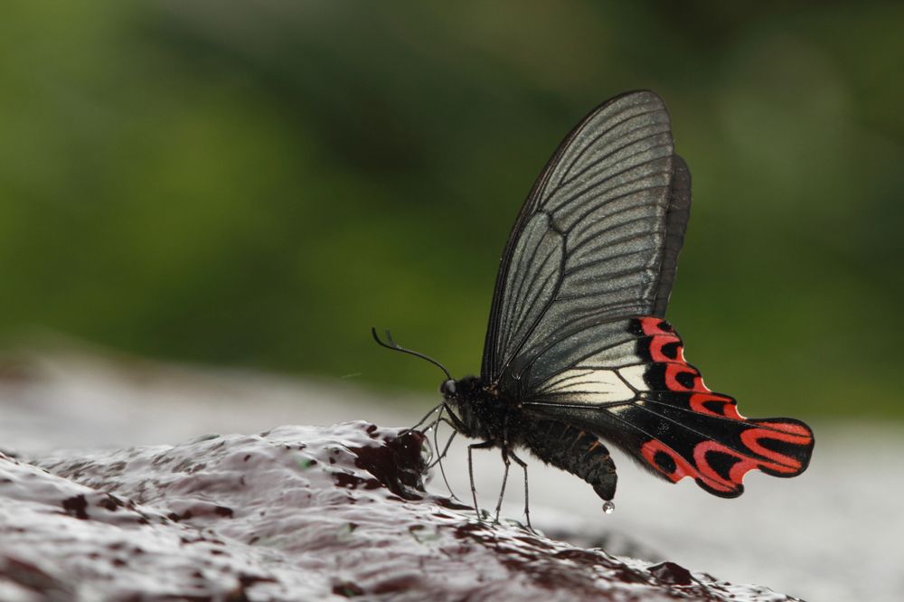 全球知名的夢幻物種「寬尾鳳蝶」。