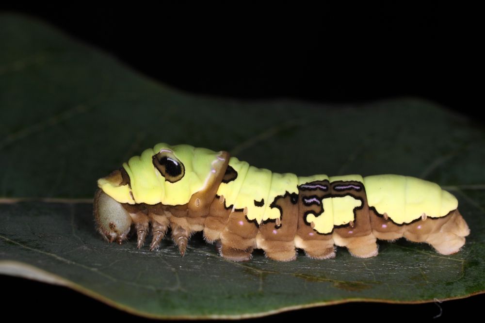 寬尾鳳蝶幼蟲型態。