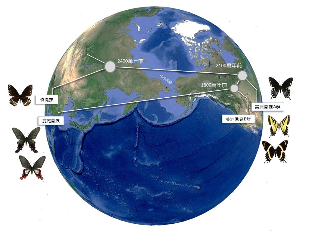 寬尾鳳蝶的譜系關係與生物地理圖。