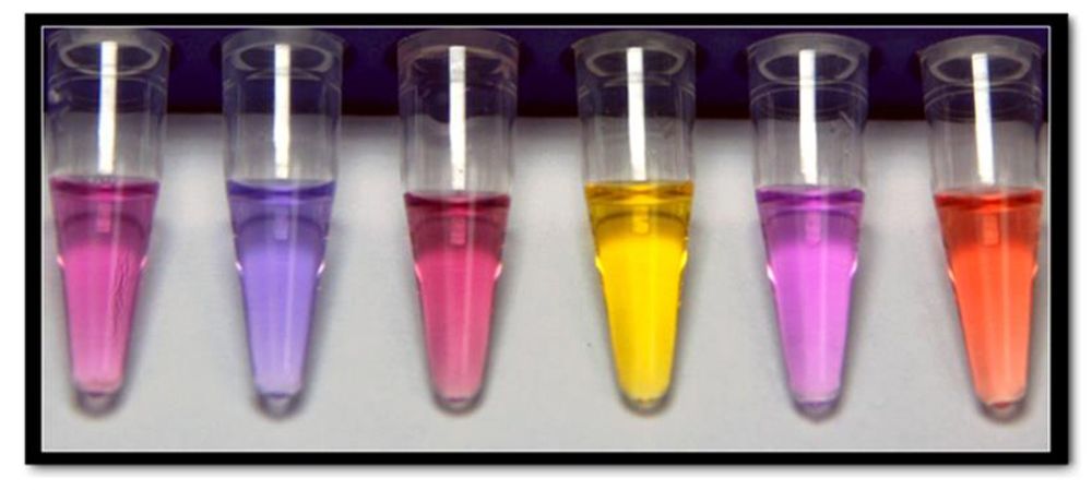 菌型視紫感光蛋白質（Microbial rhodopsin）是有顏色的。