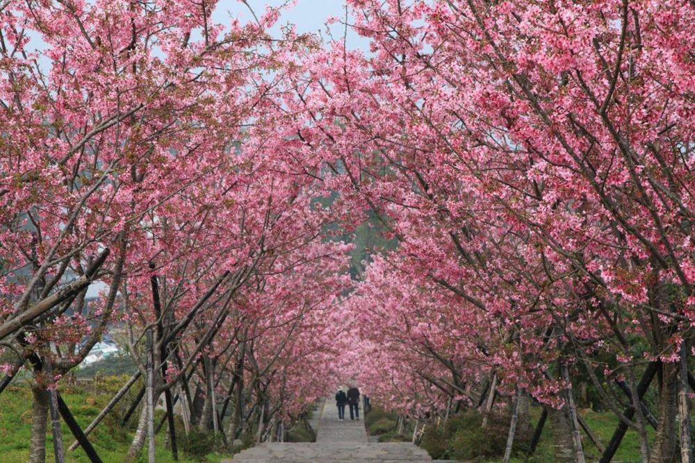 圖1:鳳凰自然教育園區栽植300株以上的櫻花，現場美的令人屏息。
