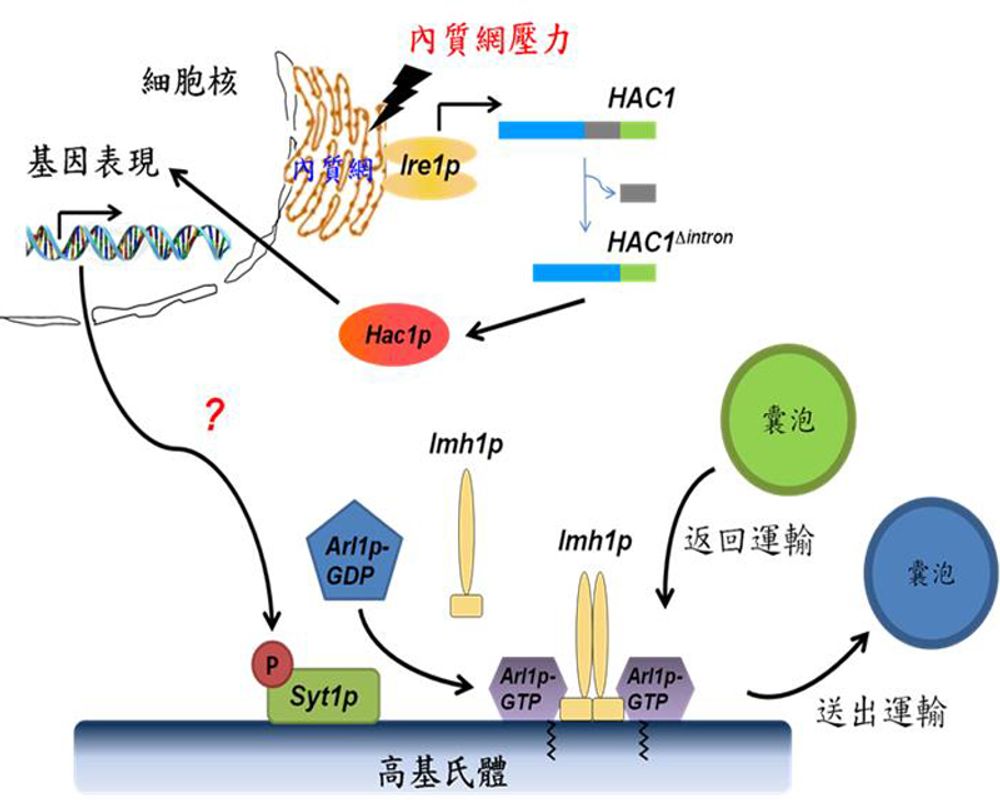 分子醫學研究所李芳仁教授團隊論文成果發表《PNAS》-封面圖