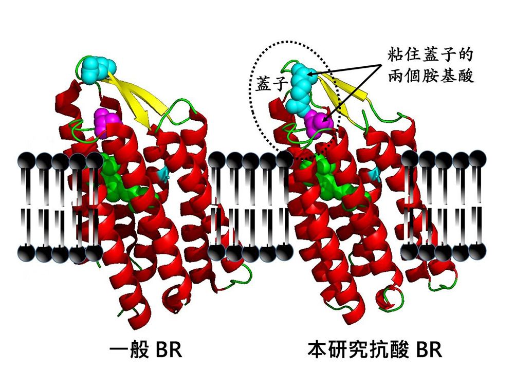 生化科技系楊啟伸老師實驗室解出之七穿膜之蛋白質結構