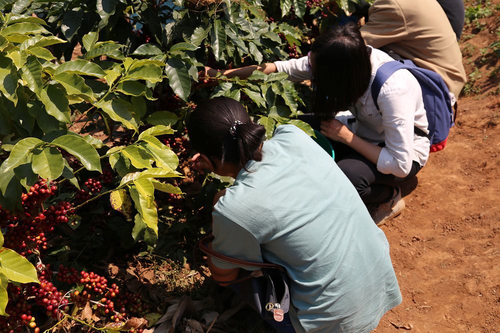 實習學生協助採收咖啡豆果粒。