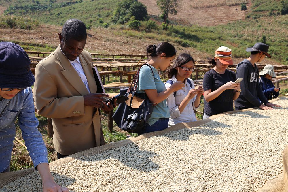 實習學生(左二位)檢視曬乾製程中的生咖啡豆。