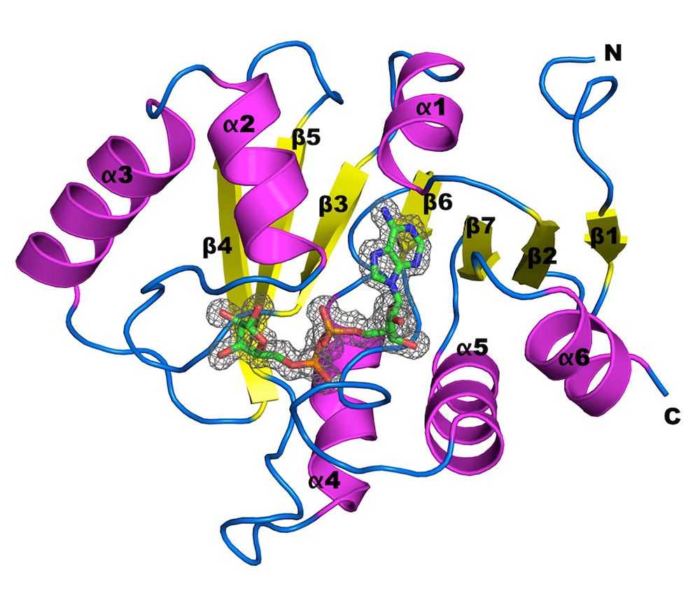 MERS-CoV macro domain與ADP-ribose的複合體晶體結構 