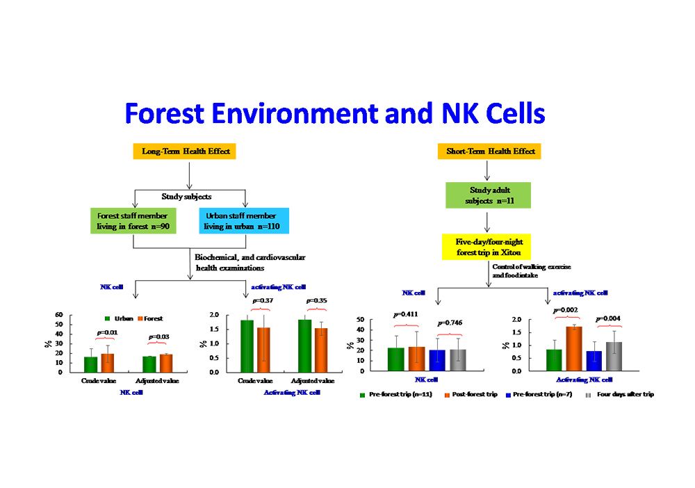 森林環境對自然殺傷細胞的有益影響