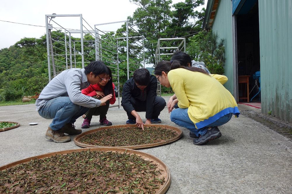 同學在坪林綠光茶園實地了解製茶日光萎淍過程。