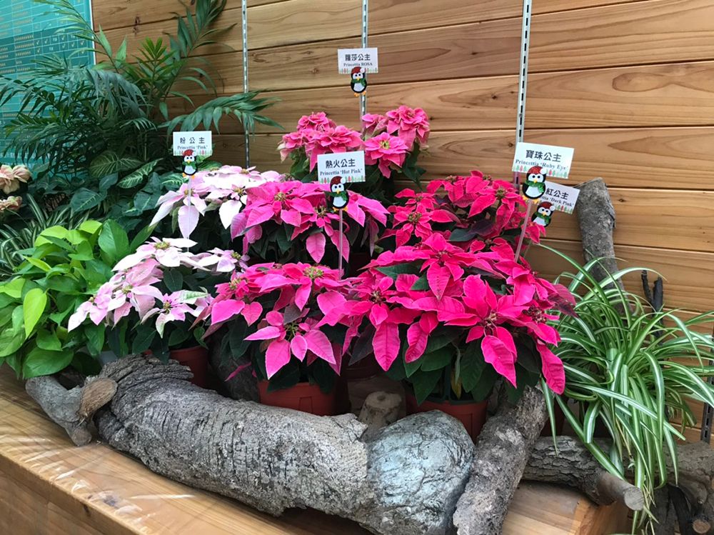 「園藝花坊」新特展 聖誕紅與淨化空氣植物聯展