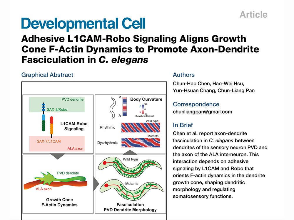 圖2:潘俊良副教授研究團隊日前發表最新論文於知名國際期刊Developmental Cell